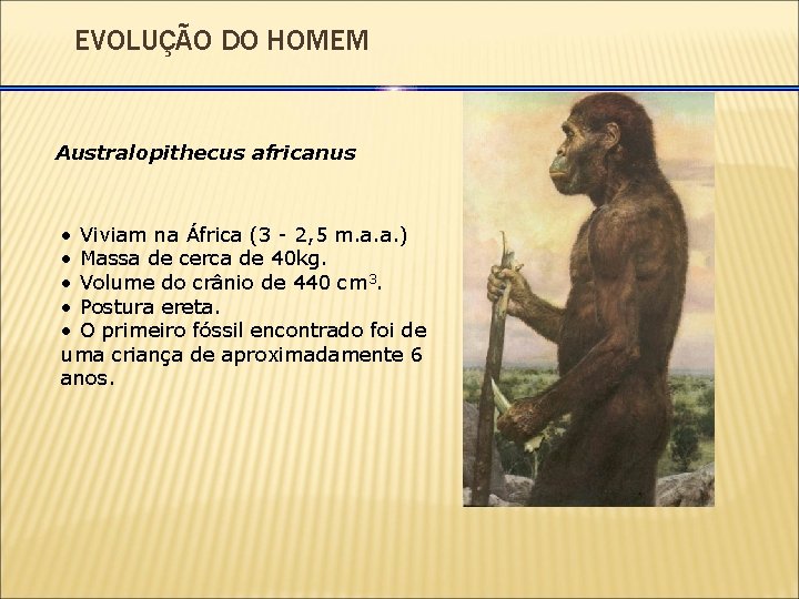 EVOLUÇÃO DO HOMEM Australopithecus africanus • Viviam na África (3 - 2, 5 m.