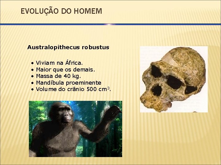 EVOLUÇÃO DO HOMEM Australopithecus robustus • • • Viviam na África. Maior que os