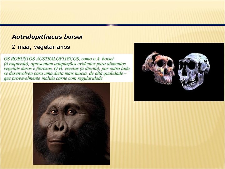 Autralopithecus boisei 2 maa, vegetarianos 