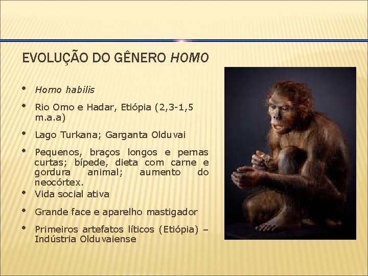EVOLUÇÃO DO GÊNERO HOMO • • Homo habilis • • Lago Turkana; Garganta Olduvai