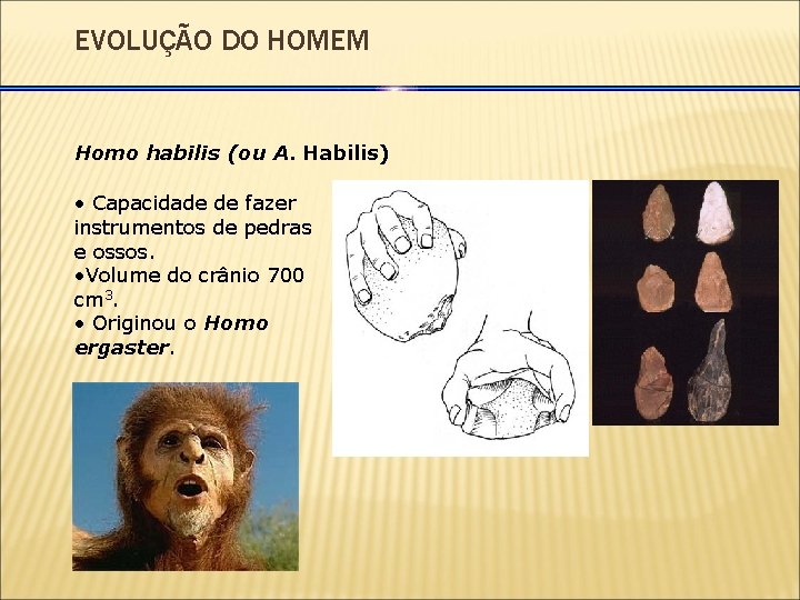 EVOLUÇÃO DO HOMEM Homo habilis (ou A. Habilis) • Capacidade de fazer instrumentos de