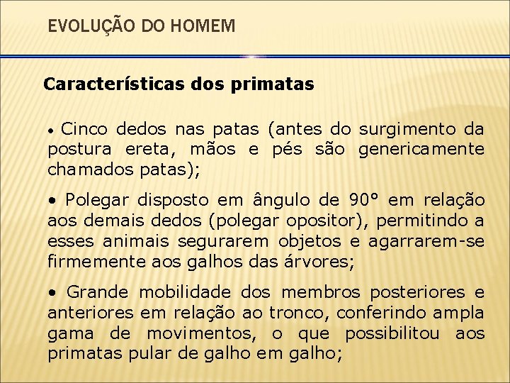 EVOLUÇÃO DO HOMEM Características dos primatas Cinco dedos nas patas (antes do surgimento da