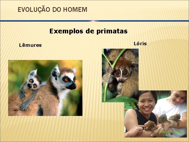 EVOLUÇÃO DO HOMEM Exemplos de primatas Lêmures Lóris 