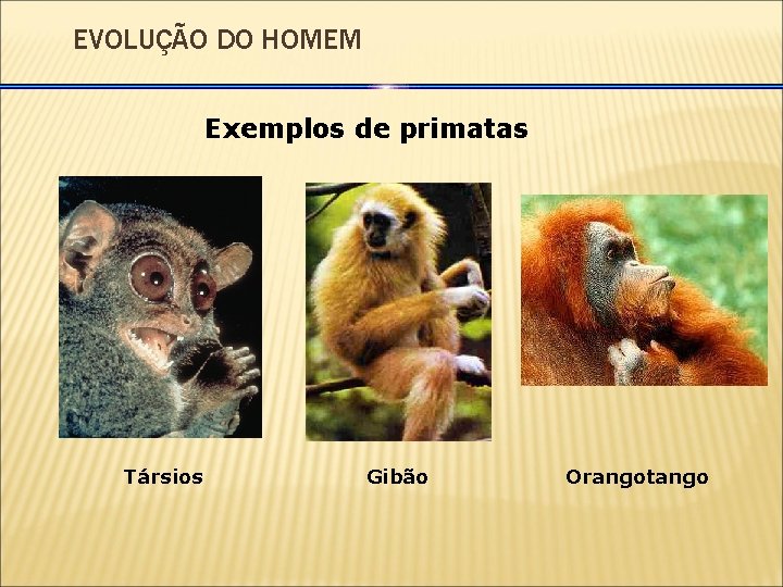 EVOLUÇÃO DO HOMEM Exemplos de primatas Társios Gibão Orangotango 