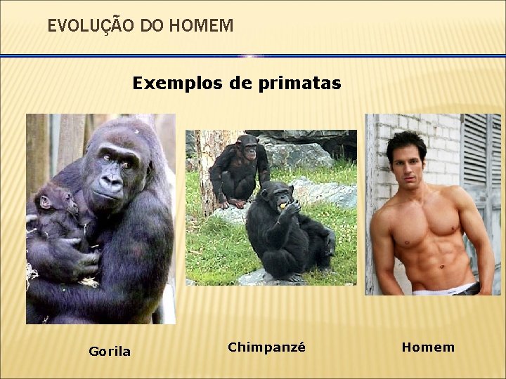 EVOLUÇÃO DO HOMEM Exemplos de primatas Gorila Chimpanzé Homem 