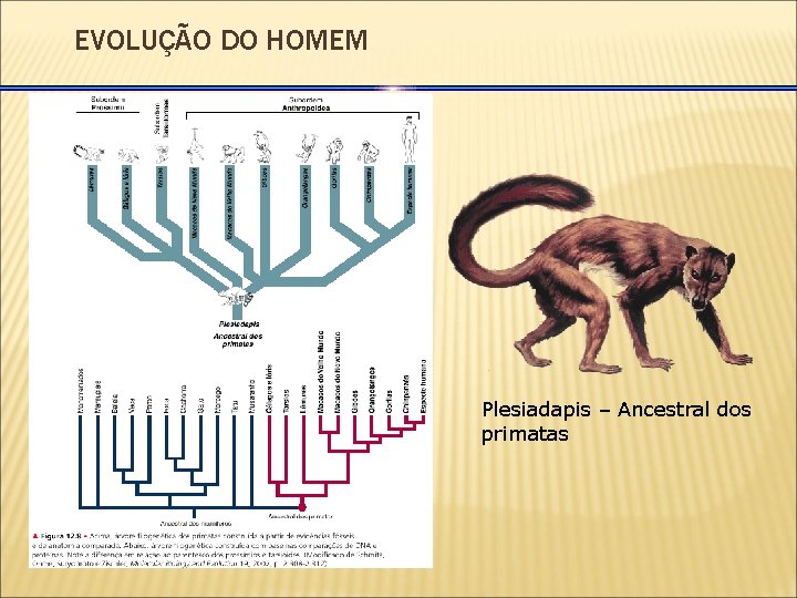 EVOLUÇÃO DO HOMEM Plesiadapis – Ancestral dos primatas 