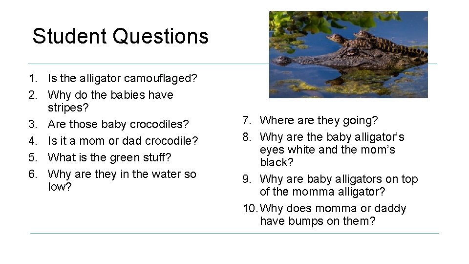 Student Questions 1. Is the alligator camouflaged? 2. Why do the babies have stripes?