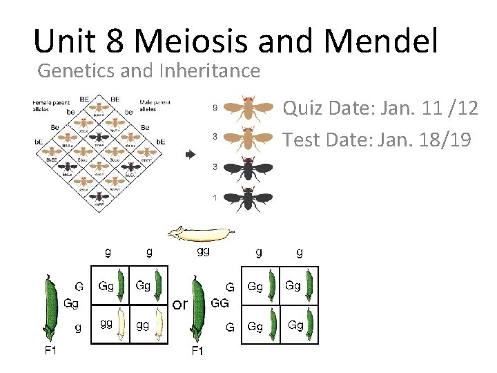 Unit 8 Meiosis and Mendel Genetics and Inheritance Quiz Date: Jan. 11 /12 Test