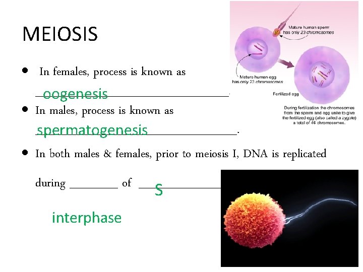 MEIOSIS In females, process is known as ____________. oogenesis In males, process is known