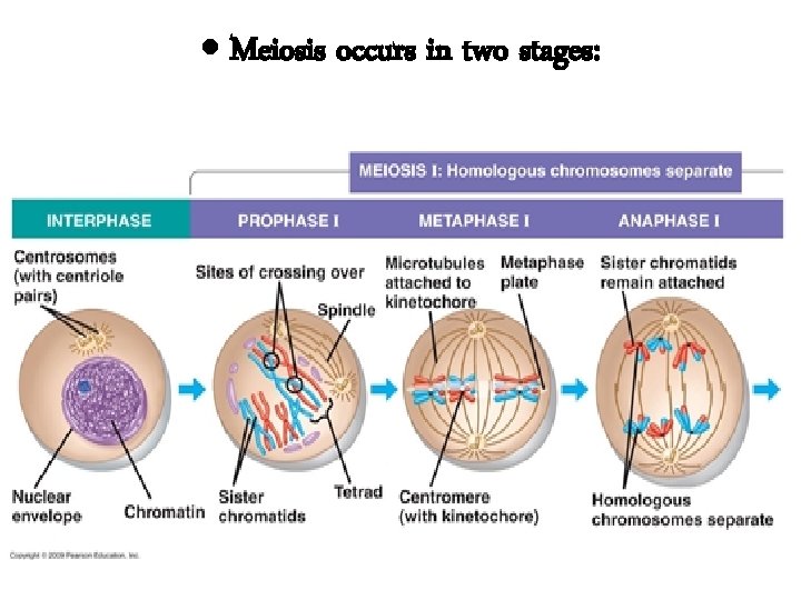  Meiosis occurs in two stages: 