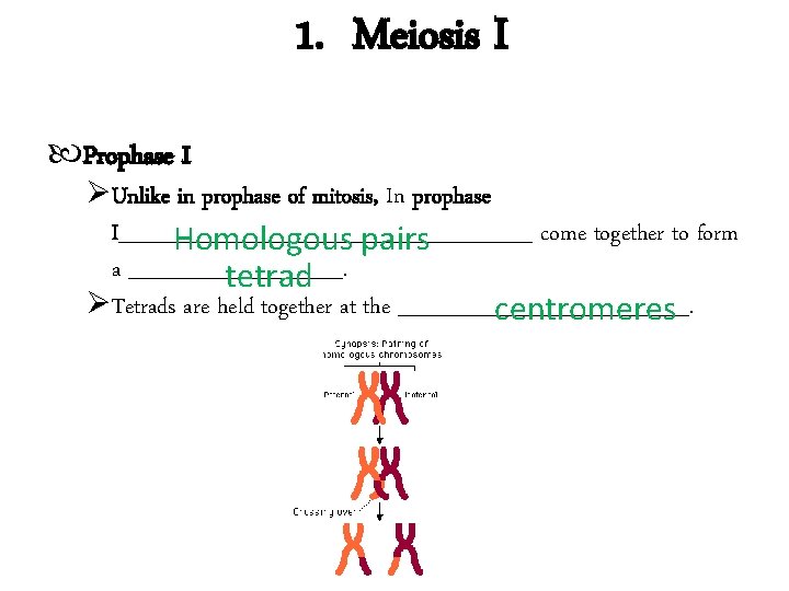 1. Meiosis I Prophase I Unlike in prophase of mitosis, In prophase I______________ come