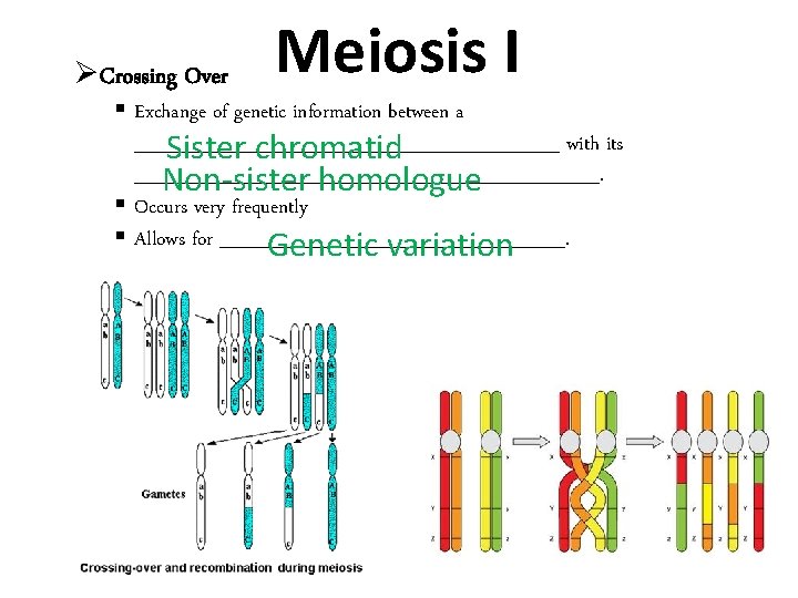  Crossing Over Meiosis I Exchange of genetic information between a ________________ with its