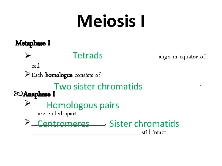 Meiosis I Metaphase I _______________ align in equator of Tetrads cell Each homologue consists