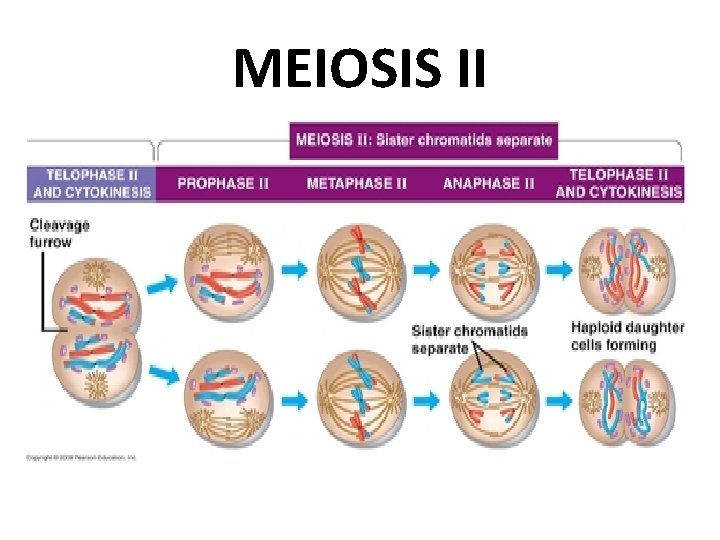 MEIOSIS II 