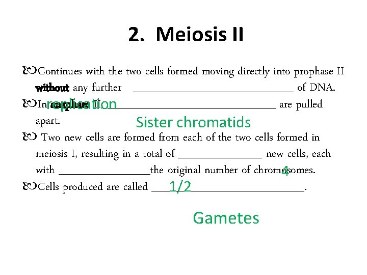 2. Meiosis II Continues with the two cells formed moving directly into prophase II