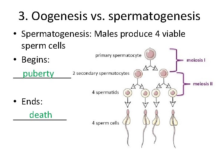 3. Oogenesis vs. spermatogenesis • Spermatogenesis: Males produce 4 viable sperm cells • Begins: