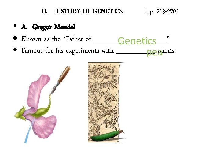 II. HISTORY OF GENETICS (pp. 263 -270) • A. Gregor Mendel Known as the