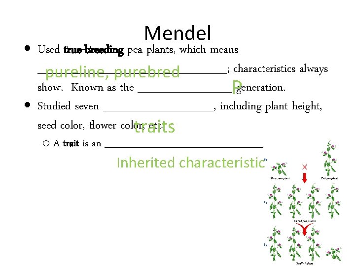 Mendel Used true-breeding pea plants, which means ____________; characteristics always pureline, purebred show. Known