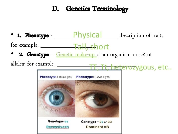 D. Genetics Terminology • 1. Phenotype - ________ description of trait; Physical for example,