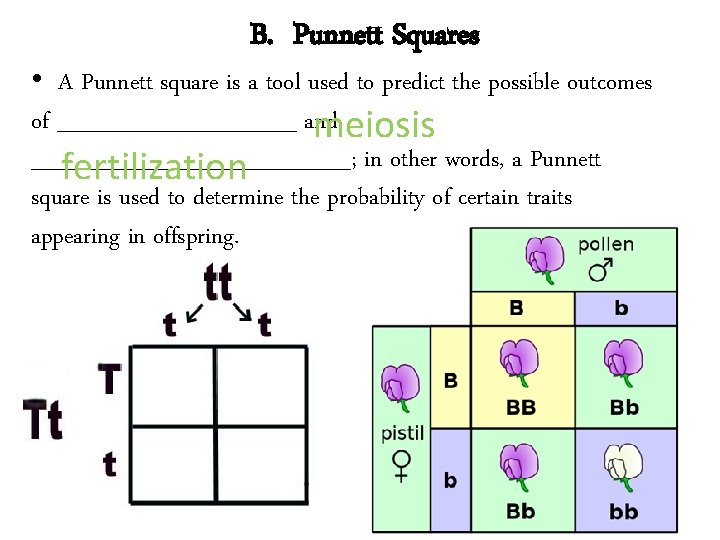 B. Punnett Squares • A Punnett square is a tool used to predict the
