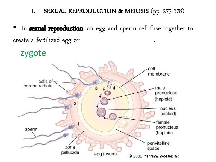 I. SEXUAL REPRODUCTION & MEIOSIS (pp. 275 -278) • In sexual reproduction, an egg