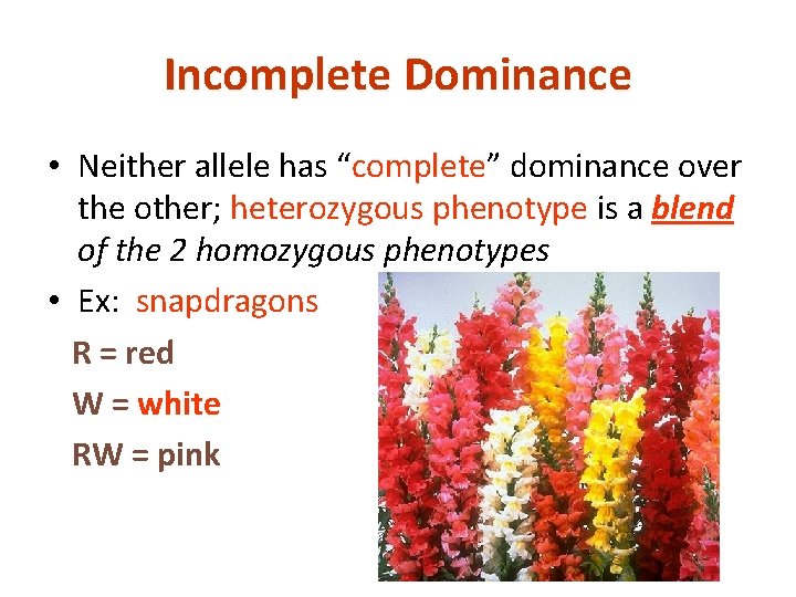 Incomplete Dominance • Neither allele has “complete” dominance over the other; heterozygous phenotype is