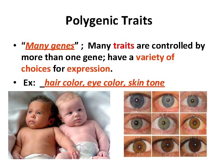 Polygenic Traits • “Many genes” ; Many traits are controlled by more than one