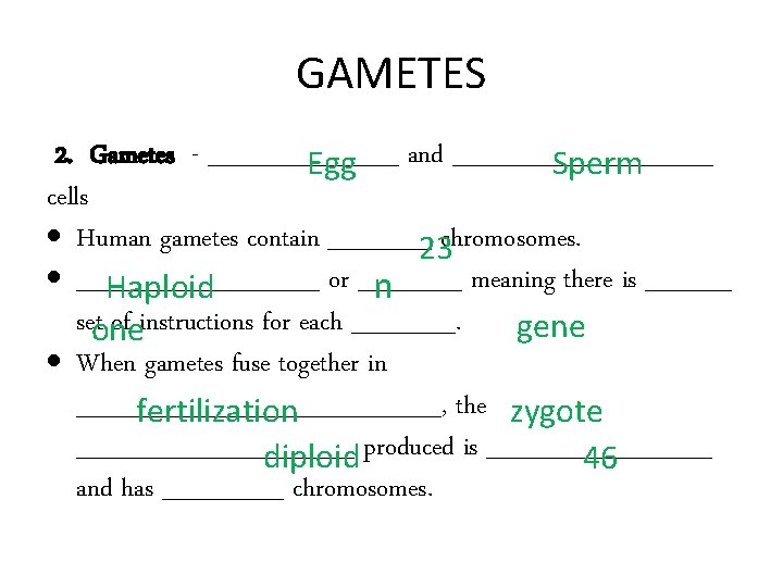 GAMETES 2. Gametes - ______ Egg and ________ Sperm cells Human gametes contain ______23