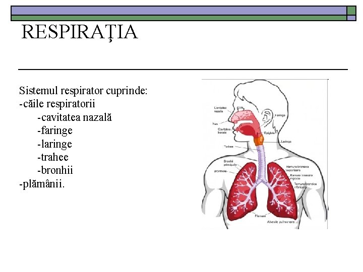 RESPIRAŢIA Sistemul respirator cuprinde: -căile respiratorii -cavitatea nazală -faringe -laringe -trahee -bronhii -plămânii. 