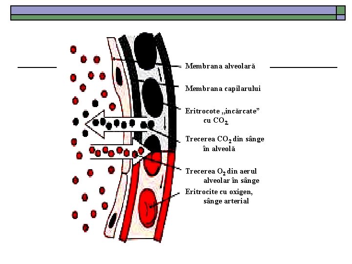Membrana alveolară Membrana capilarului Eritrocote , , incărcate” cu CO 2. Trecerea CO 2