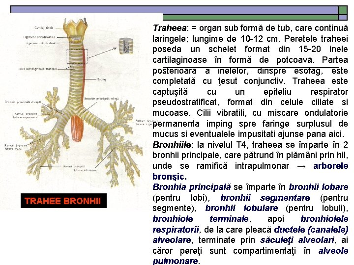 TRAHEE BRONHII Traheea: = organ sub formă de tub, care continuă laringele; lungime de