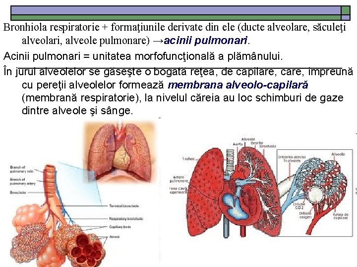 Bronhiola respiratorie + formaţiunile derivate din ele (ducte alveolare, săculeţi alveolari, alveole pulmonare) →acinii