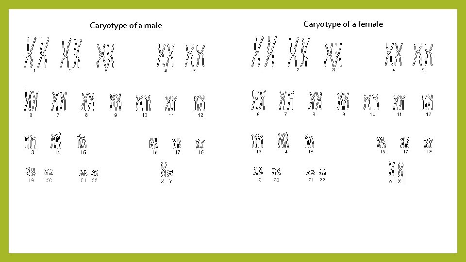 Caryotype of a male Caryotype of a female 