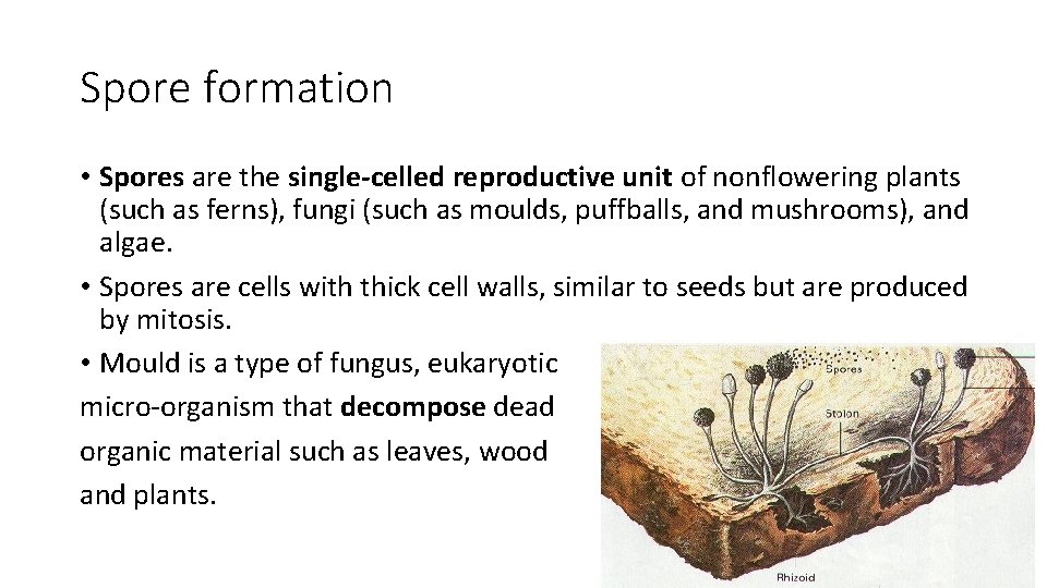 Spore formation • Spores are the single-celled reproductive unit of nonflowering plants (such as