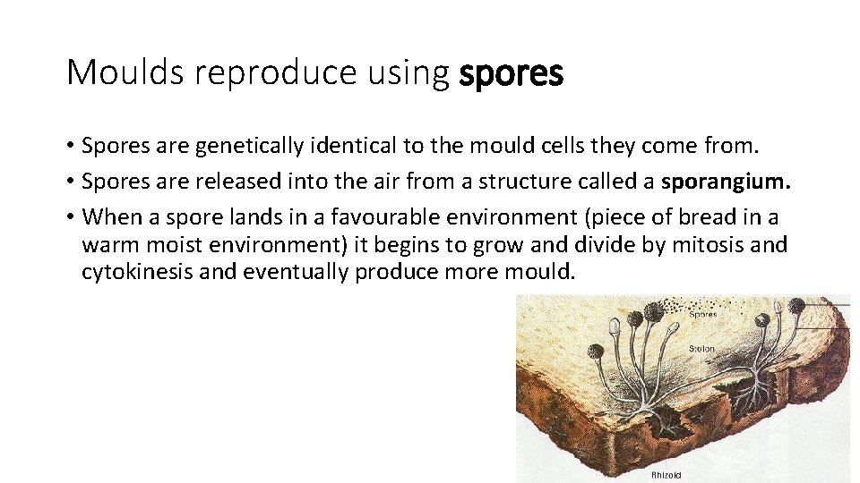 Moulds reproduce using spores • Spores are genetically identical to the mould cells they