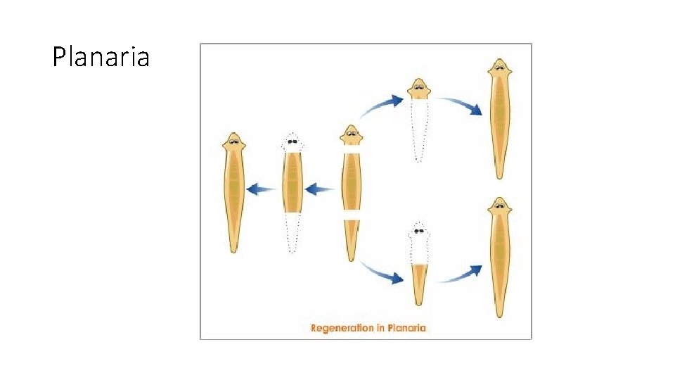 Planaria 