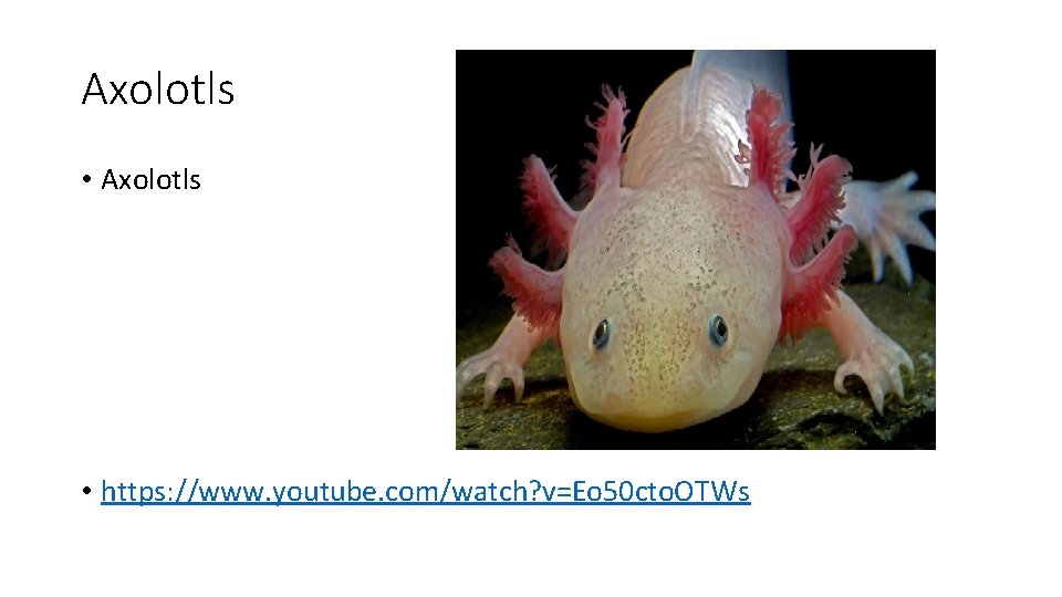 Axolotls • Axolotls • https: //www. youtube. com/watch? v=Eo 50 cto. OTWs 