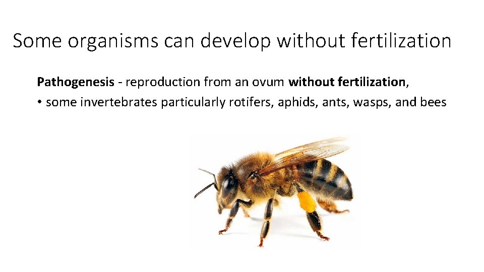 Some organisms can develop without fertilization Pathogenesis - reproduction from an ovum without fertilization,