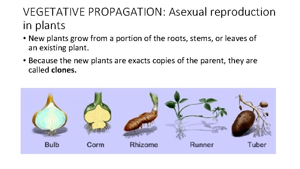 VEGETATIVE PROPAGATION: Asexual reproduction in plants • New plants grow from a portion of