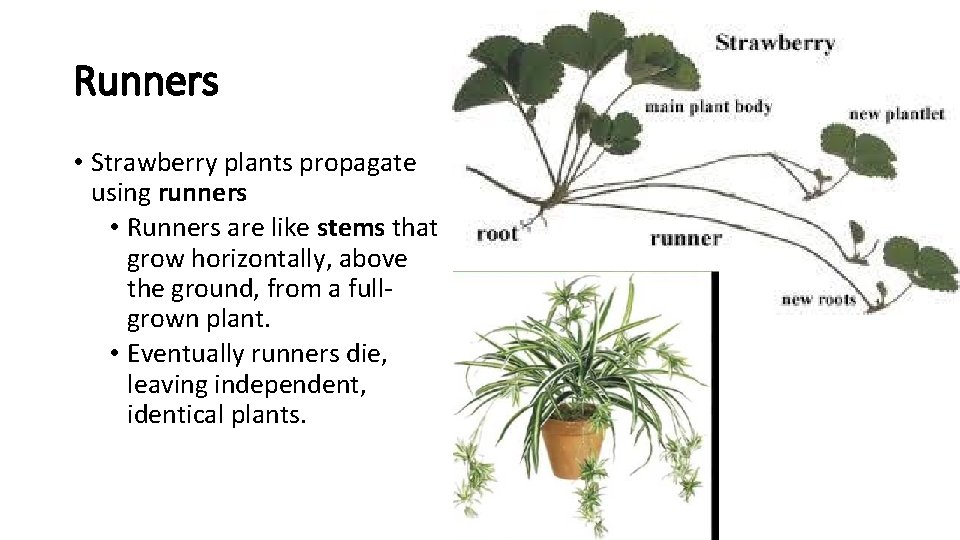 Runners • Strawberry plants propagate using runners • Runners are like stems that grow