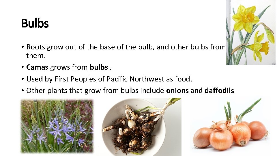 Bulbs • Roots grow out of the base of the bulb, and other bulbs