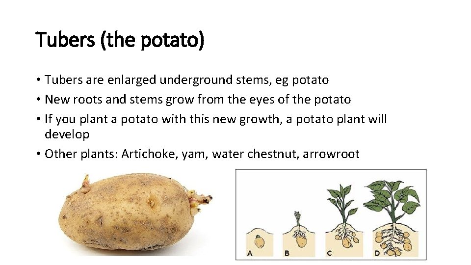 Tubers (the potato) • Tubers are enlarged underground stems, eg potato • New roots