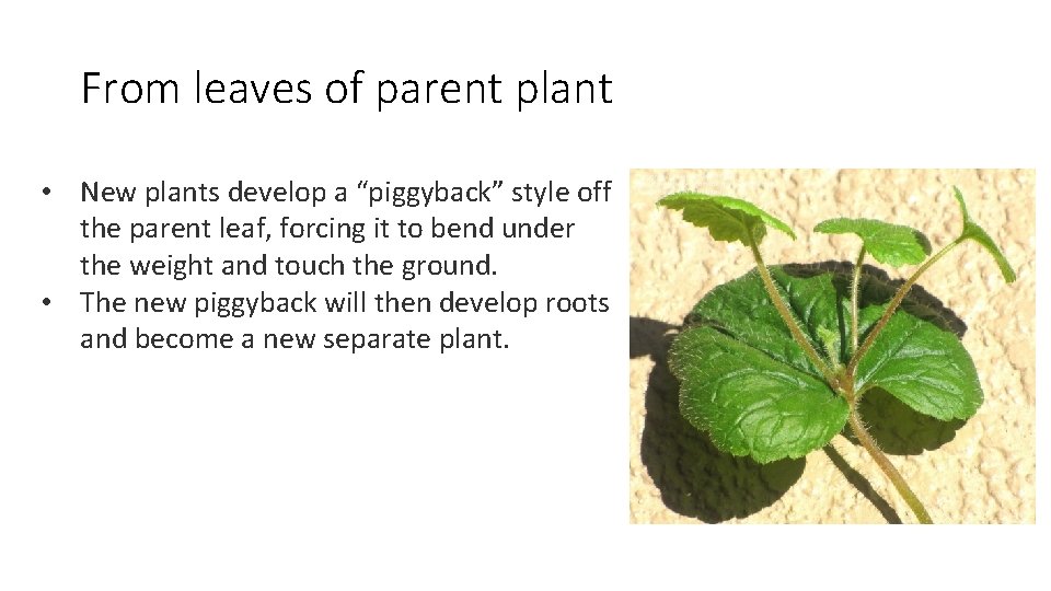 From leaves of parent plant • New plants develop a “piggyback” style off the