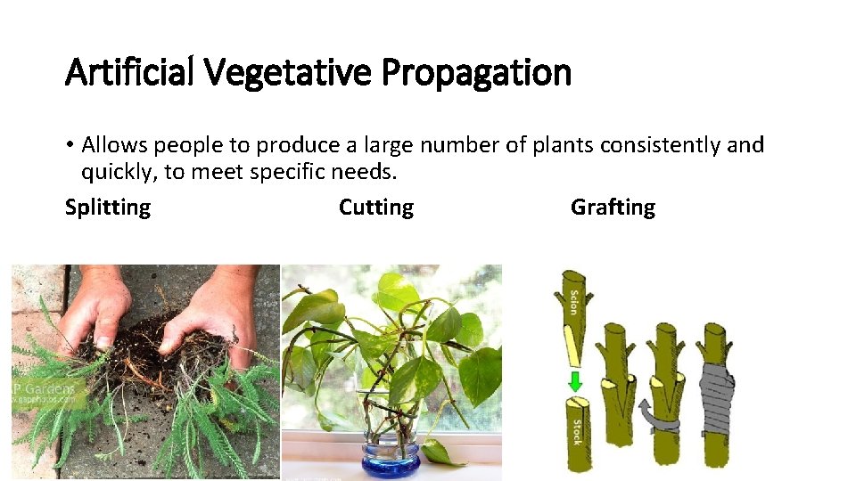 Artificial Vegetative Propagation • Allows people to produce a large number of plants consistently