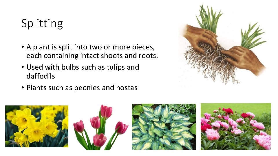 Splitting • A plant is split into two or more pieces, each containing intact
