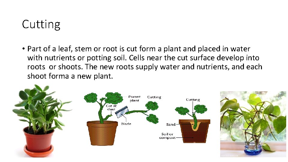 Cutting • Part of a leaf, stem or root is cut form a plant