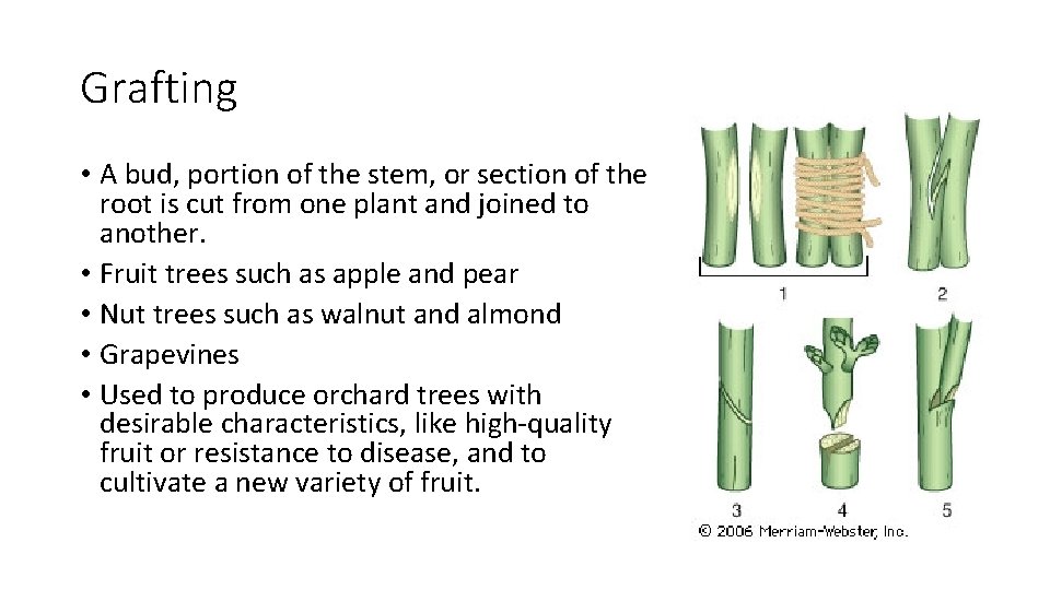 Grafting • A bud, portion of the stem, or section of the root is