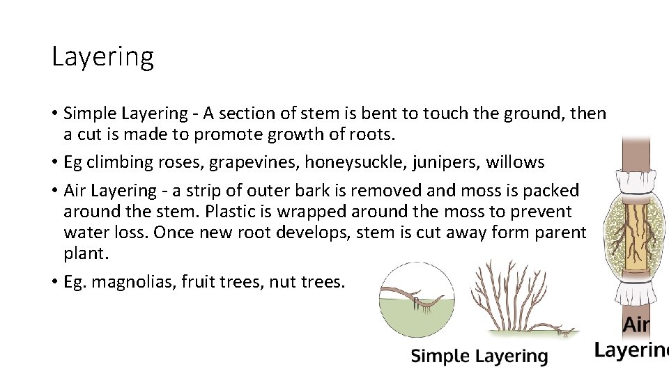 Layering • Simple Layering - A section of stem is bent to touch the