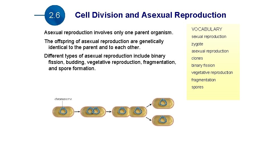 2. 6 Cell Division and Asexual Reproduction Asexual reproduction involves only one parent organism.