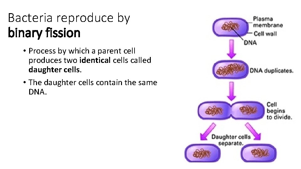 Bacteria reproduce by binary fission • Process by which a parent cell produces two